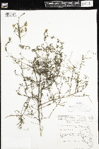 Image of Ceanothus microphyllus