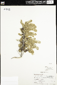 Image of Ceanothus spinosus