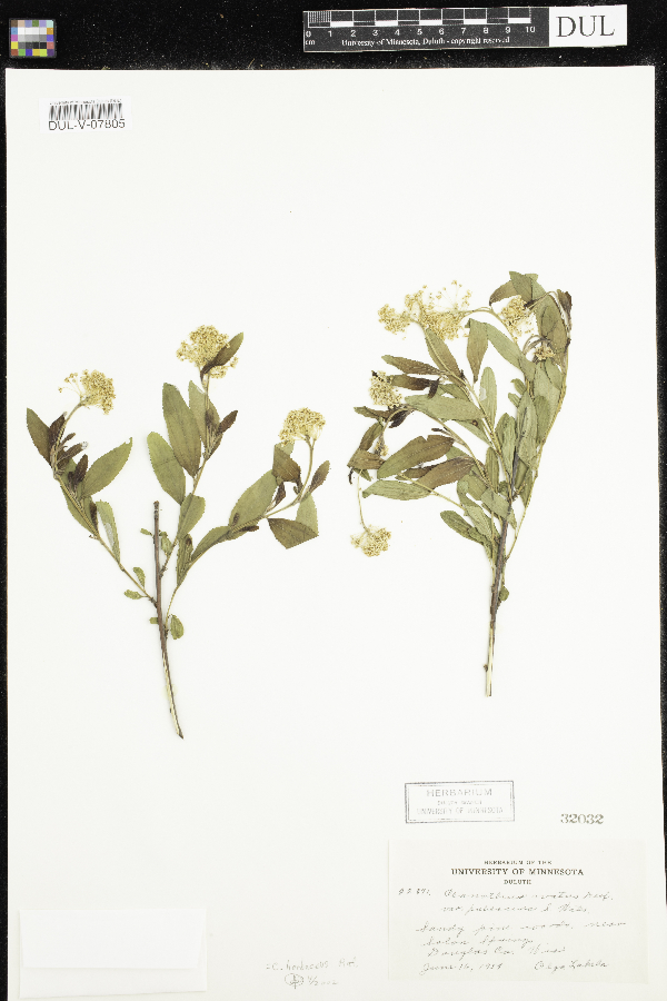 Ceanothus herbaceus image