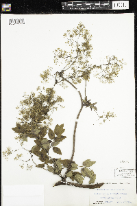 Thalictrum revolutum image