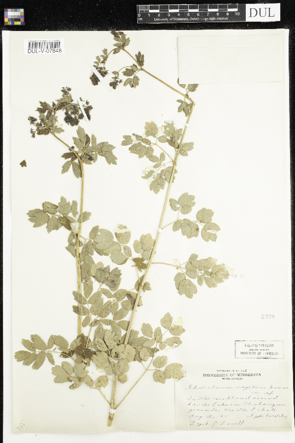 Thalictrum dasycarum image