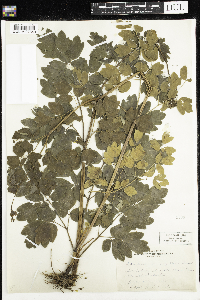 Thalictrum dasycarum image