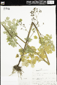 Thalictrum pubescens image