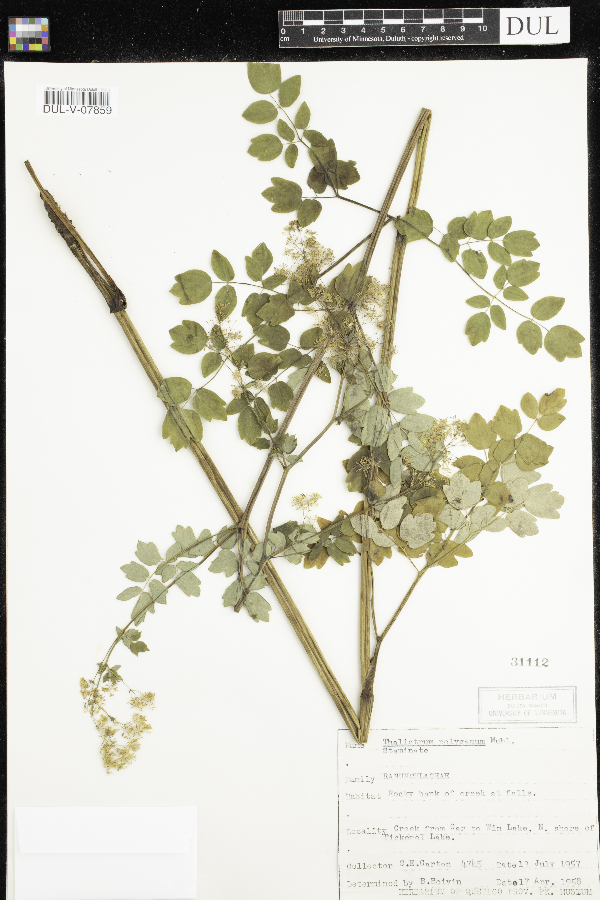 Thalictrum pubescens image