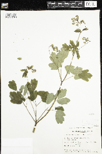 Thalictrum pubescens image