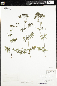 Thalictrum pubescens image