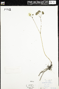 Thalictrum dioicum image