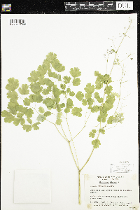 Thalictrum dioicum image