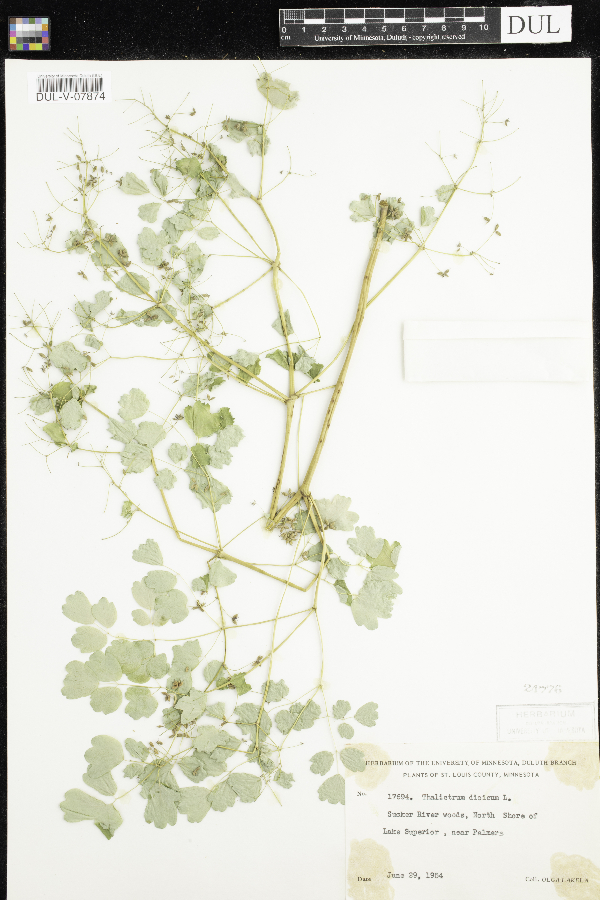 Thalictrum dasycarpum image