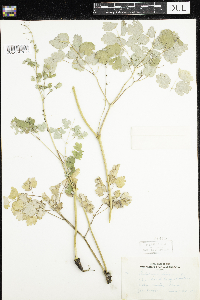 Thalictrum dioicum image