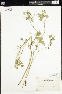 Thalictrum dioicum image