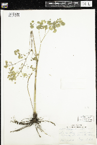 Thalictrum dioicum image