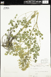 Thalictrum dioicum image