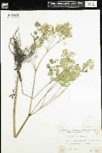 Thalictrum dioicum image