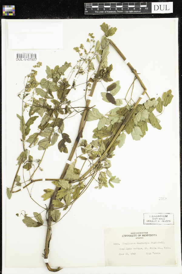 Thalictrum dasycarpum image