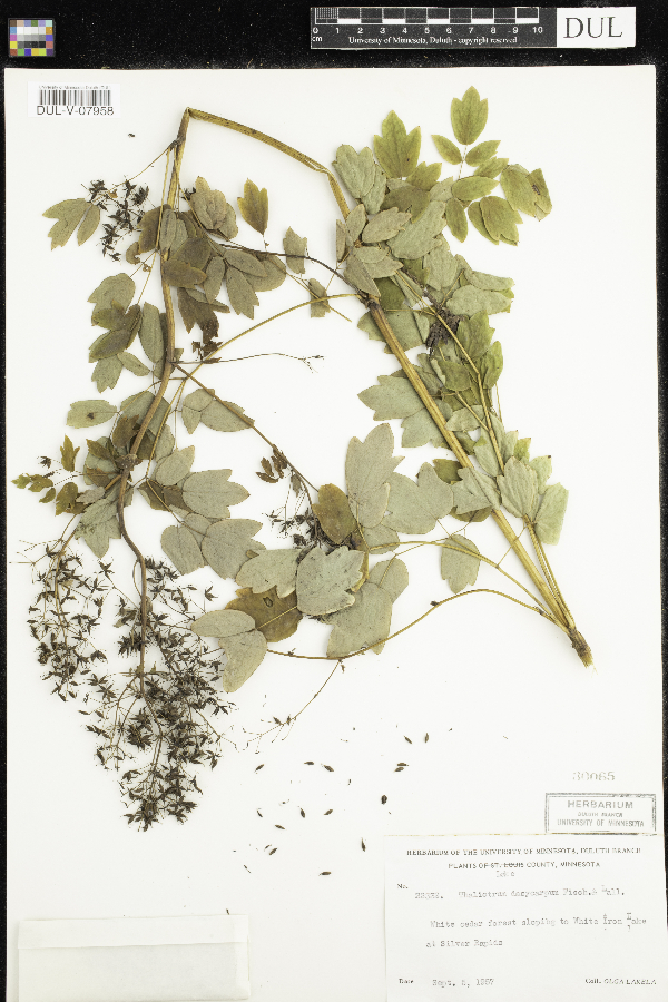 Thalictrum dasycarpum image