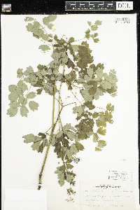 Thalictrum confine image