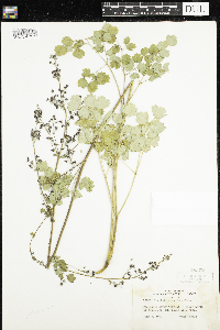 Thalictrum confine image