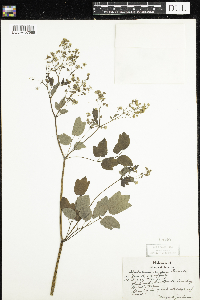 Thalictrum confine image