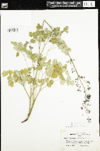 Thalictrum confine image