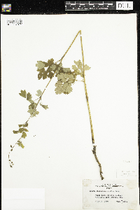 Thalictrum confine image