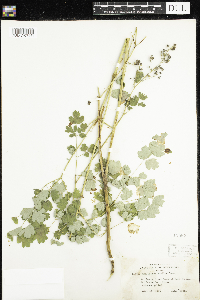 Thalictrum confine image