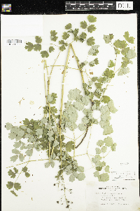 Thalictrum confine image