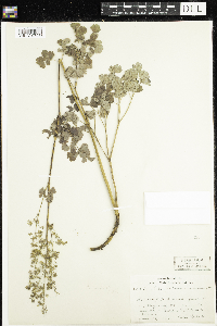 Thalictrum confine image