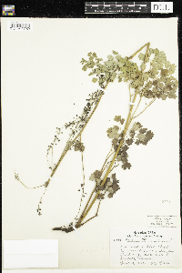 Thalictrum confine image