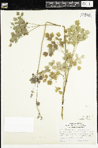 Thalictrum confine image