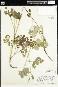 Thalictrum confine image