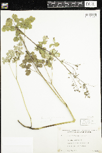 Thalictrum confine image