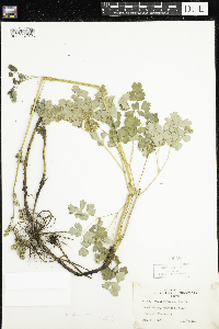 Thalictrum confine image