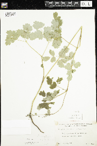 Thalictrum confine image