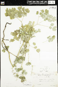 Thalictrum confine image