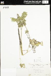 Thalictrum confine image