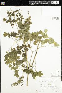 Thalictrum confine image