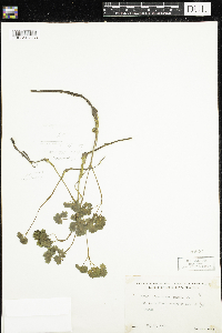 Thalictrum confine image