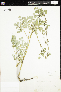 Thalictrum confine image