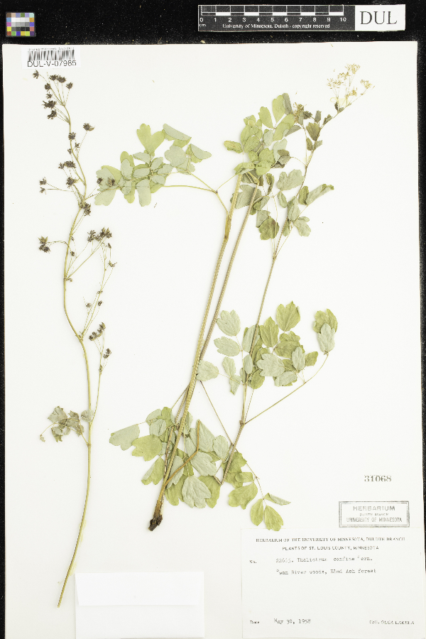 Thalictrum confine image