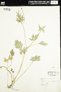 Image of Ranunculus douglasii