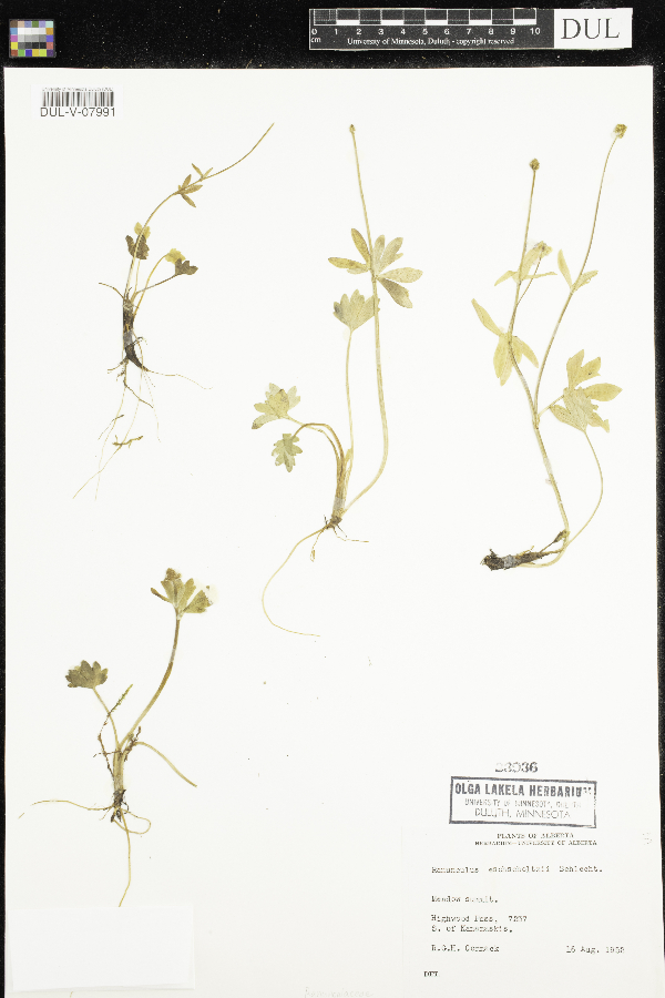 Ranunculus eschscholtzii image