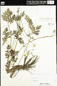 Ranunculus bulbosus image