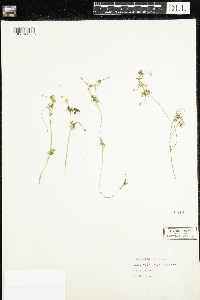 Image of Ranunculus aquatilis
