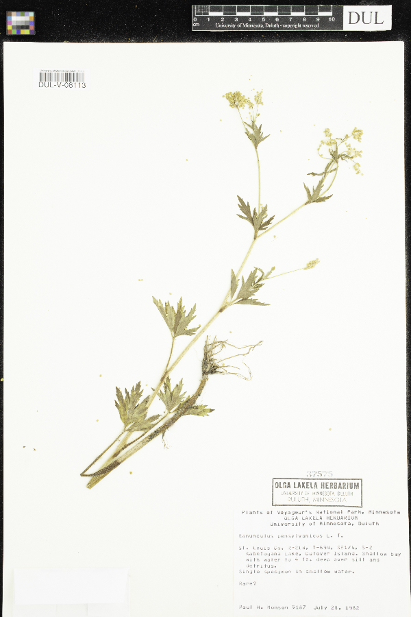 Ranunculus pensylvanicus image