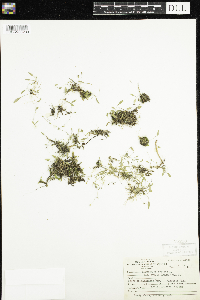 Ranunculus flammula var. filiformis image