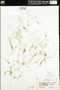 Ranunculus flammula var. filiformis image
