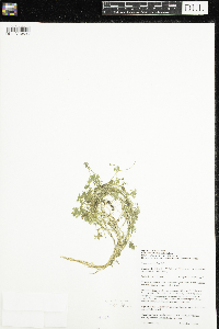 Ranunculus gmelinii image