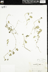 Ranunculus gmelinii image