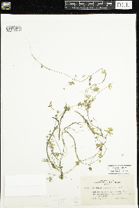 Ranunculus gmelinii image